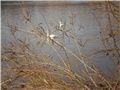 Drava